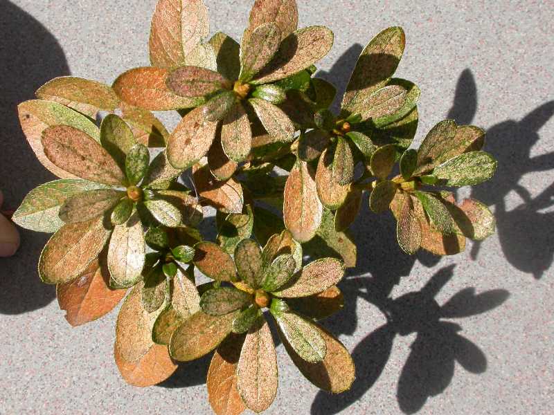 Lace bugs